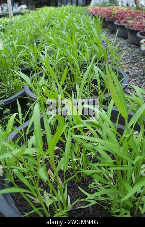 Arrosez les plantes d'épinards dans la cour arrière Banque D'Images