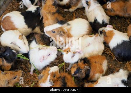 Mignon hebivore animal cobaye pérugienne (Cavia porcellus), dans le champ agricole Banque D'Images