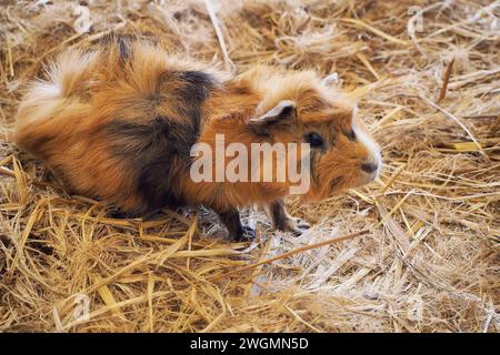 Mignon hebivore animal cobaye pérugienne (Cavia porcellus), dans le champ agricole Banque D'Images