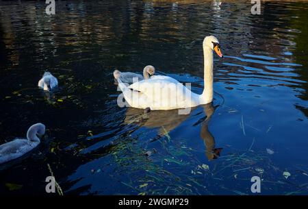 Cygnes avec des cygnets nagent à la surface de la rivière Cam avec un reflet de la ville sur l'eau. Cambridge. Cambridgeshire. Royaume-Uni Banque D'Images