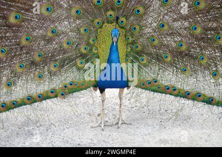 Colorful male peacock side view in Tenerife Banque D'Images