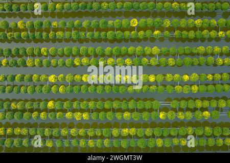 Jardin de chrysanthème framboise dans la ville de sa Dec, province de Dong Thap dans les jours près du Têt traditionnel vietnamien Banque D'Images