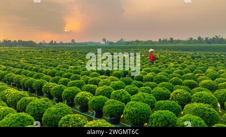 Jardin de chrysanthème framboise dans la ville de sa Dec, province de Dong Thap dans les jours près du Têt traditionnel vietnamien Banque D'Images