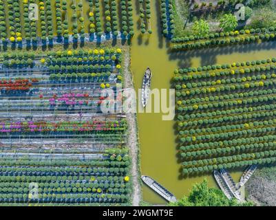 Jardin de chrysanthème framboise dans la ville de sa Dec, province de Dong Thap dans les jours près du Têt traditionnel vietnamien Banque D'Images