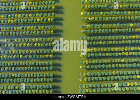 Jardin de chrysanthème framboise dans la ville de sa Dec, province de Dong Thap dans les jours près du Têt traditionnel vietnamien Banque D'Images