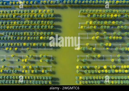 Jardin de chrysanthème framboise dans la ville de sa Dec, province de Dong Thap dans les jours près du Têt traditionnel vietnamien Banque D'Images