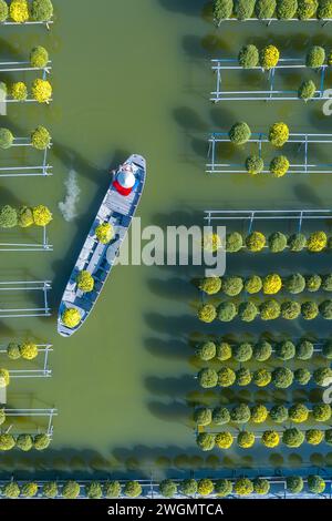 Jardin de chrysanthème framboise dans la ville de sa Dec, province de Dong Thap dans les jours près du Têt traditionnel vietnamien Banque D'Images