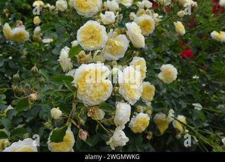 Belle floraison de fleurs de buisson de roses jaunes blanches Banque D'Images