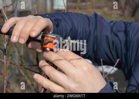 Jardinier greffant des arbres fruitiers au début du printemps. Un jardinier coupe un scion avec un outil de greffage professionnel, un couteau de greffage. Banque D'Images