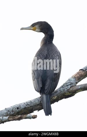 Grand cormoran, Phalacrocorax carbo, Nelson, Île du Sud, Nouvelle-Zélande Banque D'Images