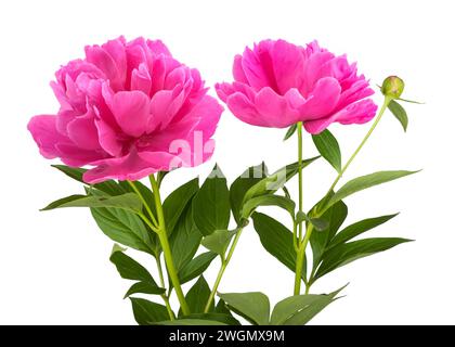 Fleurs de pivoine isolées sur fond blanc Banque D'Images