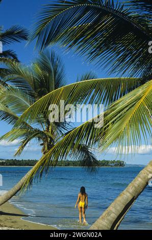 PORTO RICO PORTO RICO cheveux foncés femme attravtive marchant sur le palmier en face de la plage, ciel bleu vacances d'été corps sain Banque D'Images