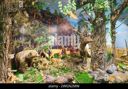 Affichage en diorama d'un ours grizzli brun et d'un élan, cerf dans une forêt. Un exemple de taxidermie animale au Musée de la nature à Almaty, Kazakhstan. Banque D'Images