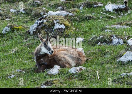 Chamois reposant sur une prairie rocheuse au printemps pendant la mue sur la Dôle, une montagne suisse du jura Banque D'Images