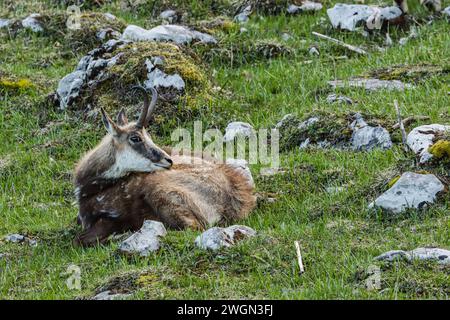 Chamois reposant sur une prairie rocheuse au printemps pendant la mue sur la Dôle, une montagne suisse du jura Banque D'Images