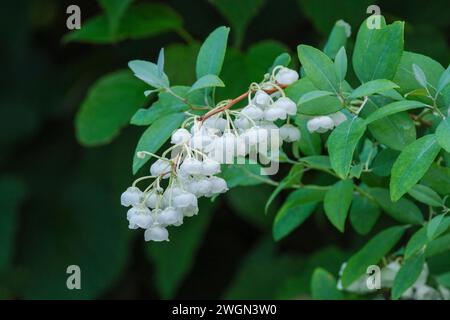 Zenobia pulverulenta Blue Sky, zenobia Blue Sky poussiéreux, pendentif, en forme de cloche, fleurs blanches parfumées, pointes de fleurs arquées Banque D'Images