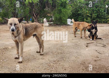 Des groupes de chiens errants de la bande de Gaza errant autour des communautés frontalières israéliennes des centaines de chiens de Gaza errent librement près des villes israéliennes ; un scientifique avertit qu'ils menacent la nature en s'attaquant à la faune et pourraient propager des maladies, mettant en danger la vie humaine Banque D'Images