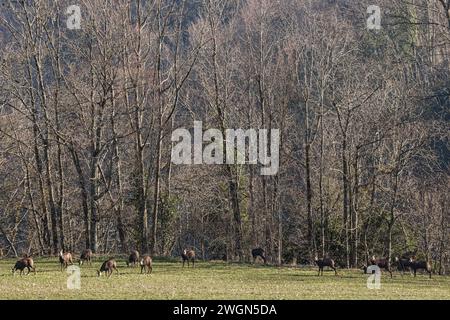 Troupeau de chamois pâturant dans un champ près de la forêt, au pied de la montagne du jura suisse Banque D'Images