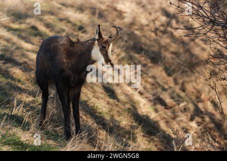 Chamois sur la pente, jura suisse (Rupicapra rupicapra) Banque D'Images