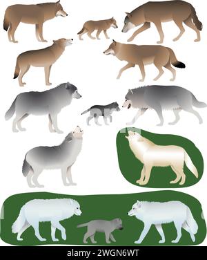 Collection de différentes espèces de loups et de loups-petits Illustration de Vecteur