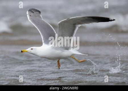 Mouette à pattes jaunes (Larus michahellis), vue latérale d'un immature en vol, Campanie, Italie Banque D'Images