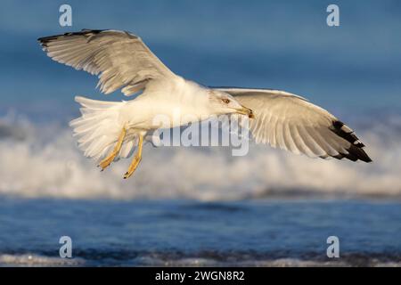 Mouette à pattes jaunes (Larus michahellis), vue latérale d'un immature en vol, Campanie, Italie Banque D'Images