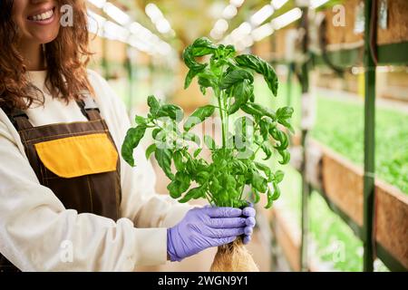 Vue courte des mains de femme dans des gants de jardin en caoutchouc tenant un pot au basilic vert. Jardinier féminin aux herbes culinaires de plantes à feuilles dans les mains debout en serre. Banque D'Images