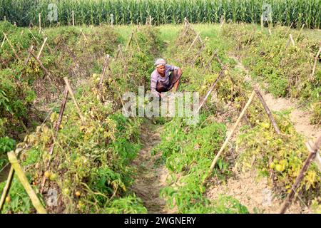 Tangail, Tangail, Bangladesh. 6 février 2024. Un agriculteur s'occupe de son champ de tomates à Tangail. La plupart des tomates sont produites au Bangladesh pendant l'hiver. (Crédit image : © Syed Mahabubul Kader/ZUMA Press Wire) USAGE ÉDITORIAL SEULEMENT! Non destiné à UN USAGE commercial ! Banque D'Images