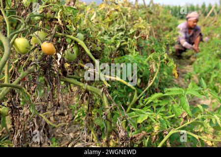 Tangail, Tangail, Bangladesh. 6 février 2024. Un agriculteur s'occupe de son champ de tomates à Tangail. La plupart des tomates sont produites au Bangladesh pendant l'hiver. (Crédit image : © Syed Mahabubul Kader/ZUMA Press Wire) USAGE ÉDITORIAL SEULEMENT! Non destiné à UN USAGE commercial ! Banque D'Images