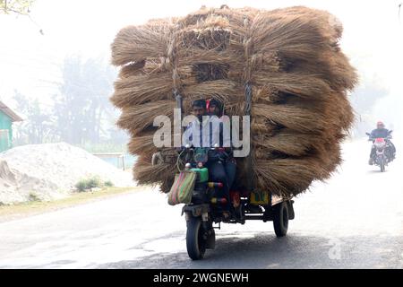 Tangail, Tangail, Bangladesh. 6 février 2024. Un chauffeur à Tangail charge son fourgon trois roues avec de la paille de paddy au marché pour la vente. La paille de paddy est un sous-produit pour les agriculteurs et ils la vendent aux grossistes à un prix de 5 $ à 7 $ par 100 kg. La paille est ensuite vendue par les grossistes entre 8 $ et 10 $. Les agriculteurs utilisent le foin comme nourriture et comme litière pour leur bétail. La paille est utilisée à diverses autres fins, y compris les auvents de maison et une forme de biocarburant. (Crédit image : © Syed Mahabubul Kader/ZUMA Press Wire) USAGE ÉDITORIAL SEULEMENT! Non destiné à UN USAGE commercial ! Crédit : ZUMA Press, Inc/Alamy Live News Banque D'Images