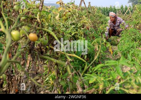 Tangail, Tangail, Bangladesh. 6 février 2024. Un agriculteur s'occupe de son champ de tomates à Tangail. La plupart des tomates sont produites au Bangladesh pendant l'hiver. (Crédit image : © Syed Mahabubul Kader/ZUMA Press Wire) USAGE ÉDITORIAL SEULEMENT! Non destiné à UN USAGE commercial ! Banque D'Images