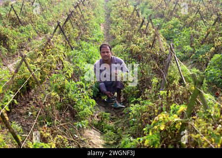 Tangail, Tangail, Bangladesh. 6 février 2024. Un agriculteur s'occupe de son champ de tomates à Tangail. La plupart des tomates sont produites au Bangladesh pendant l'hiver. (Crédit image : © Syed Mahabubul Kader/ZUMA Press Wire) USAGE ÉDITORIAL SEULEMENT! Non destiné à UN USAGE commercial ! Banque D'Images