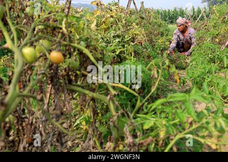 Tangail, Tangail, Bangladesh. 6 février 2024. Un agriculteur s'occupe de son champ de tomates à Tangail. La plupart des tomates sont produites au Bangladesh pendant l'hiver. (Crédit image : © Syed Mahabubul Kader/ZUMA Press Wire) USAGE ÉDITORIAL SEULEMENT! Non destiné à UN USAGE commercial ! Banque D'Images