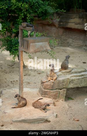 Oasis de suricates au coeur du zoo. Suricates enchanteresses. Zoo merveilles : enchanteresses suricates en captivité. Suricates ludiques prospèrent dans le zoo Banque D'Images