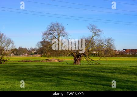 Une vue panoramique d'un arbre vert avec de larges branches sur une plaine herbeuse verte Banque D'Images