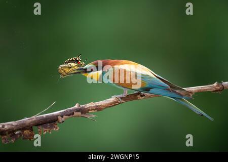 European Bee-Eater (Merops apiaster) perché sur Branch près de la colonie de reproduction. Scène sauvage de la nature dans le nord de la Pologne - Europe Banque D'Images