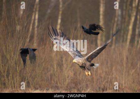 Oiseau de proie prédateur majestueux Aigle à queue blanche, Haliaeetus albicilla en Pologne nature sauvage Banque D'Images