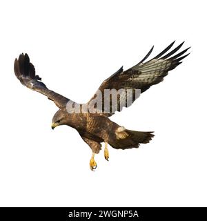 Oiseaux de proie - Buteo buteo à bourdonnement commun volant, oiseau de faucon, oiseau prédateur gros plan oiseau volant isolé sur fond blanc Banque D'Images