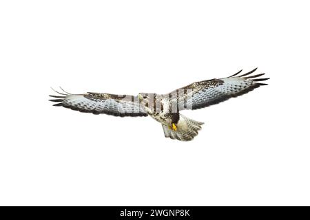 Oiseaux de proie - Buteo buteo à bourdonnement commun volant, oiseau de faucon, oiseau prédateur gros plan oiseau volant isolé sur fond blanc Banque D'Images