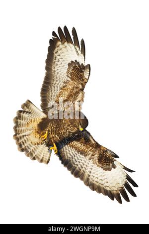 Oiseaux de proie - Buteo buteo à bourdonnement commun volant, oiseau de faucon, oiseau prédateur gros plan oiseau volant isolé sur fond blanc Banque D'Images