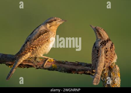 Oiseau - Jynx Torquilla Wryneck sur fond vert, lumière chaude de coucher de soleil Banque D'Images