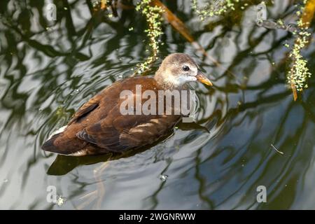 Un jeune Coot nageant Fulica atra Banque D'Images