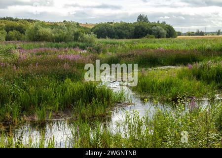 Réserve naturelle Fairburn ings RSPB Banque D'Images