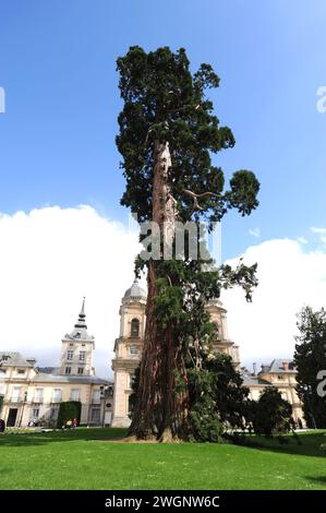 Séquoia géant monumental (Sequoiadendron giganteum) à la Granja de San Ildefonso, province de Segovia, Castilla y Leon, Espagne. Banque D'Images