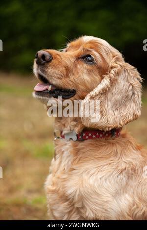 Un profil rapproché d'un Cocker Spaniel Banque D'Images