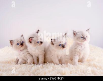 quatre chaton ragdoll avec les yeux bleus assis sur un tapis blanc sur un fond blanc Banque D'Images