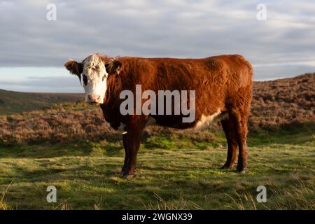 Vache pâturant sur une prairie verte dans Peak District au coucher du soleil dans le Yorkshire Banque D'Images