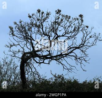 The Witch Tree, South Devon, Angleterre Banque D'Images