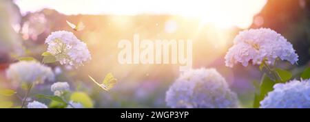 parc en floraison printanière, fleur rose avec la lumière du soleil du matin, fond de printemps idyllique avec des buissons d'hortensia en floraison et des papillons volants dans le jardin Banque D'Images