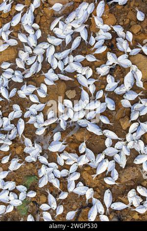 Pile de petits poissons séchés au soleil par des pêcheurs locaux pour faire du poisson salé. Banque D'Images